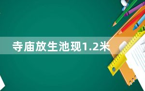 寺庙放生池现1.2米长鳄雀鳝 这到底是怎么回事？
