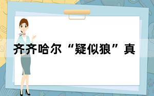 齐齐哈尔“疑似狼”真实身份确定 这到底是怎么回事？
