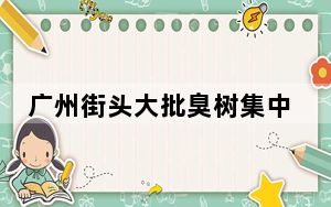 广州街头大批臭树集中开花 背后真相实在令人震惊 背后的真相让人始料未及