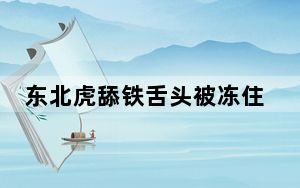 东北虎舔铁舌头被冻住 一脸委屈 背后真相实在令人震惊 内幕曝光简直太意外了