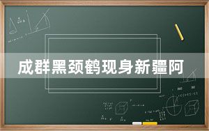 成群黑颈鹤现身新疆阿尔金山