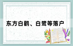 东方白鹳、白鹭等落户江苏高邮清水潭湿地尽“享”好生态