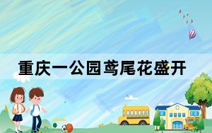 重庆一公园鸢尾花盛开成浪漫花海 吸引民众打卡