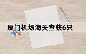 厦门机场海关查获6只卡罗莱纳箱龟