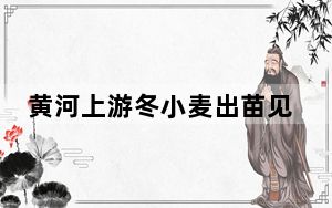黄河上游冬小麦出苗见绿 与高原冬日形成反差美