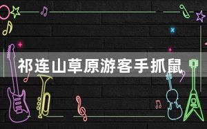 祁连山草原游客手抓鼠兔拍照  背后真相实在令人感到惊愕