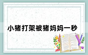 小猪打架被猪妈妈一秒制服 这到底是怎么回事？