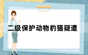 二级保护动物豹猫疑遭小孩殴打重伤 背后真相实在令人震惊