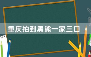 重庆拍到黑熊一家三口林中漫步 背后真相令人震惊