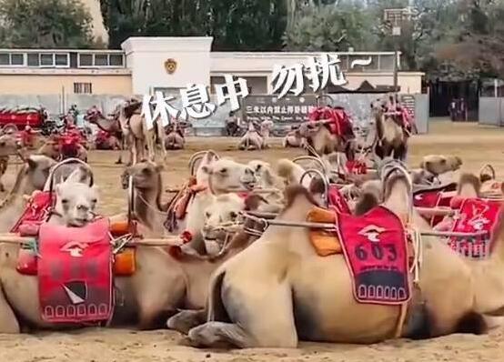 敦煌一景区千余骆驼罢工?景区回应  这到底是怎么回事？