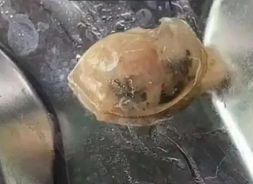 广州通报高校食堂饭菜异物检测情况 内幕曝光简直太意外了