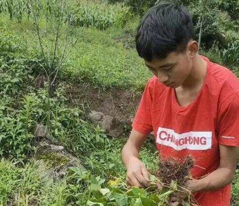 凉山小伙考上北大 录取前还在干农活 背后真相实在令人感到惊愕