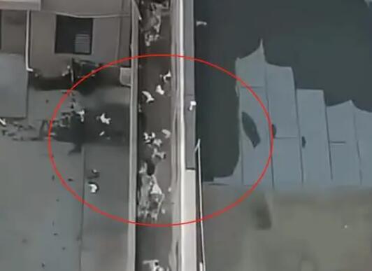 天津一小区15只猫坠亡 警方回应 背后真相实在令人感到惊愕