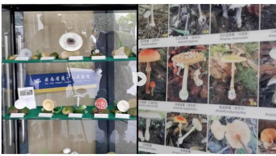 云南一医院设置野生毒菌展示柜 目前这家医院已成为热门打卡地!