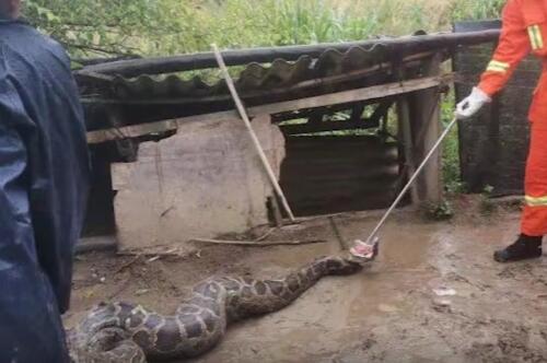 巨蟒闯入狗舍生吞一只30斤狗  背后真相让人惊讶万分