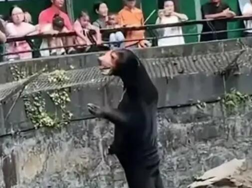 黑熊是人扮的?杭州动物园回应 背后真相实在令人感到惊愕