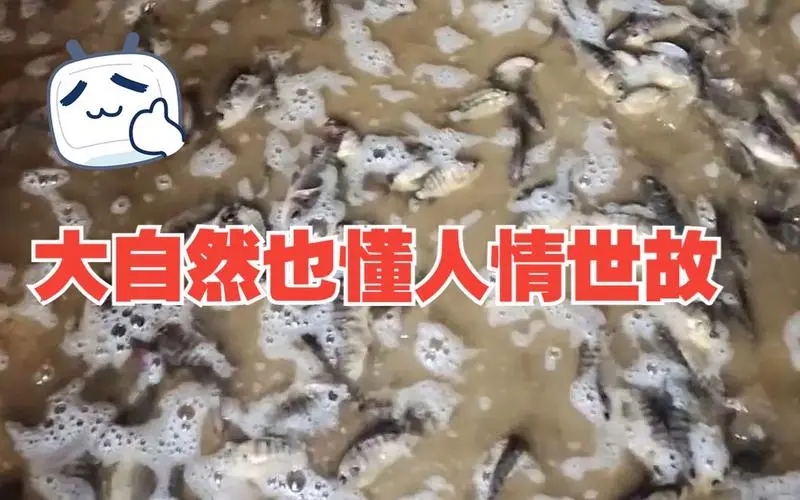 洪水过后女子家中密密麻麻全是鱼 背后真相实在令人感到惊愕