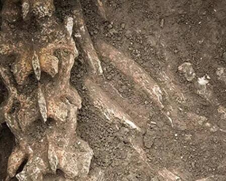 汉文帝霸陵殉葬坑发现大熊猫骨骼 背后真相实在令人感到惊愕