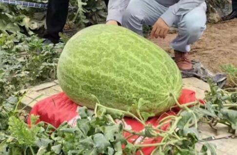 杭州种出78斤大西瓜破全省纪录 背后真相实在令人感到惊愕