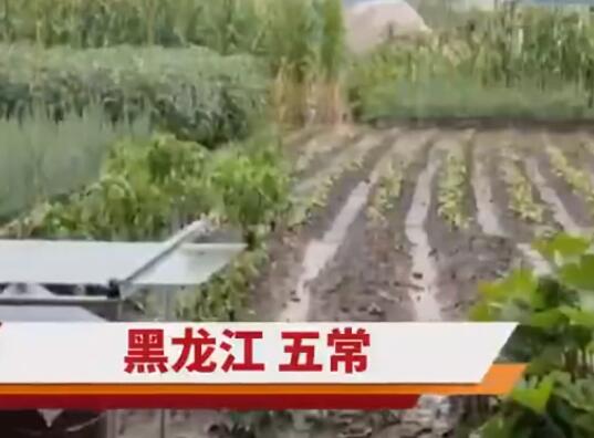 五常大米产地遭洪水 农户:全完了 背后真相实在令人感到惊愕