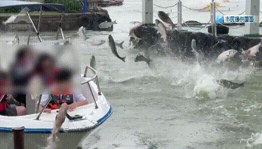 昆明滇池大面积鱼群跳跃 多方回应 背后真相实在令人感到惊愕