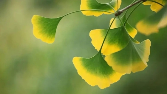 立秋不意味着入秋 这到底是怎么回事？