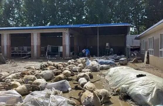 被洪水淹死的几百只羊有了归宿  背后真相实在令人感到惊愕