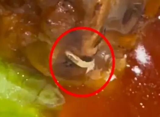 女子称四星级酒店肘子中蹿出活蛆 背后真相实在令人感到惊愕