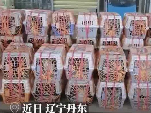 昆明车站外多条绿蛇在垃圾箱上爬行 背后真相令人感到震惊