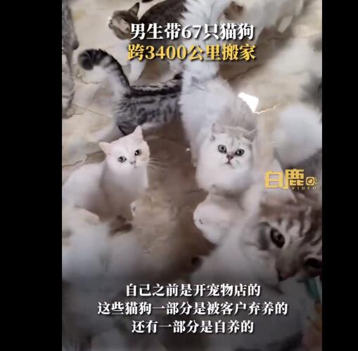 男生带67只猫狗跨3400公里搬家 背后真相令人感到震惊