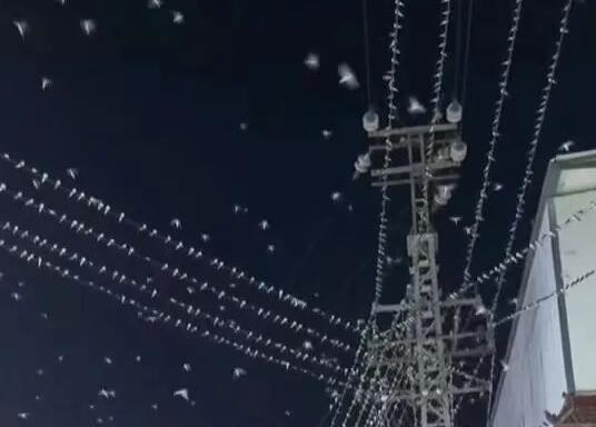 云南一地燕子漫天飞舞 地震局回应  背后真相实在令人感到惊愕