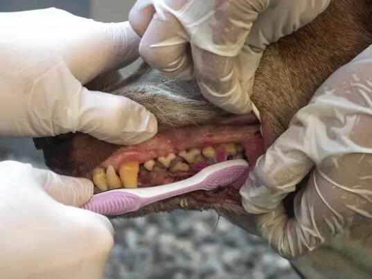 拔掉57颗牙是什么体验 背后真相实在令人感到惊愕