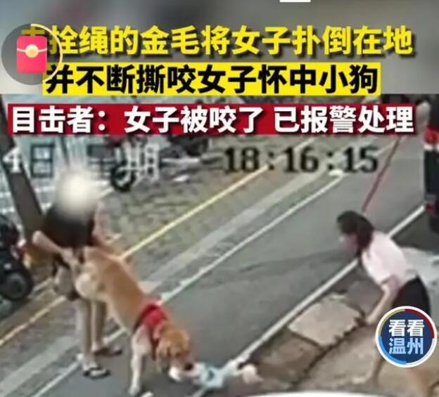 金毛未拴绳扑倒女子撕咬怀中小狗 背后真相实在令人感到惊愕
