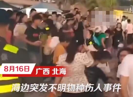 北海一浴场突发不明鱼类伤人事件 原因实在太可怕了