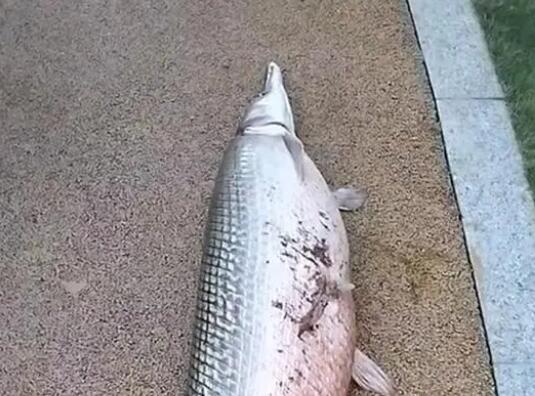 广州白云湖公园时隔4年再现鳄雀鳝 背后真相令人感到震惊