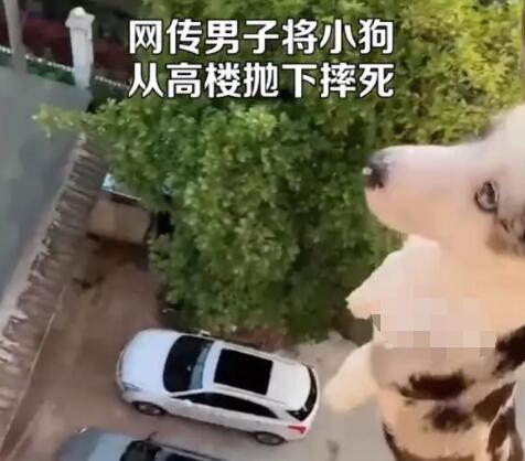 男子将小狗从高楼抛下摔死并炫耀  背后真相让人惊讶万分