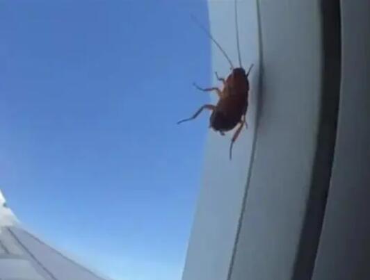 航司回应飞机舷窗上趴着蟑螂  背后真相实在令人感到惊愕