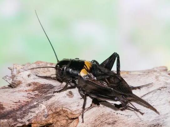 资深蟋蟀捕手玉米地淘金月入过万  背后真相让人惊讶万分