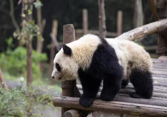 2游客被终生禁入成都大熊猫基地 这到底是怎么回事？