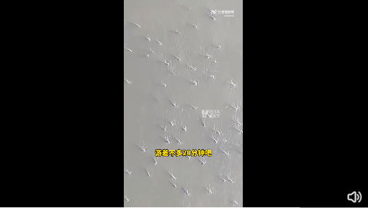 广州珠江水面现鱼群齐游 拍摄者：鱼群至少一公里长，游了20多分钟