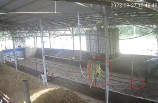 6岁男孩在牛棚玩耍被公牛顶撞离世  背后真相让人惊讶万分