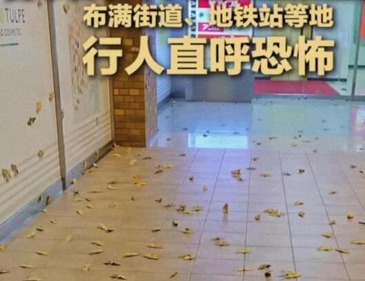 日本出现大量巨型蛾子布满街道  内幕曝光简直太意外了