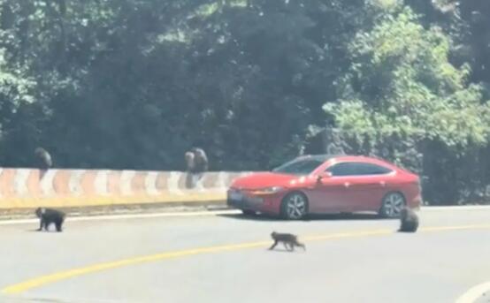 数只猴子“摆阵”围车 背后真相实在令人感到惊愕