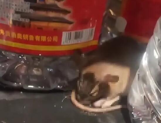 老鼠咬坏白酒桶醉倒在超市 背后真相令人感到震惊
