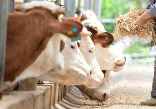 活牛2分钟被强行灌水近50升 背后真相实在令人感到惊愕