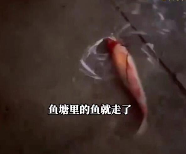 2万一条的锦鲤趁暴雨出逃?宾馆回应 背后真相令人感到震惊