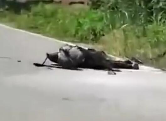 男子钓鱼误碰高压线 全身焦黑 背后真相令人感到震惊