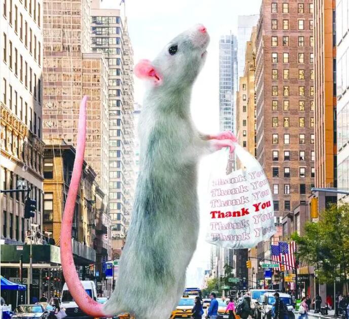 纽约老鼠泛滥成灾 这到底是怎么回事？